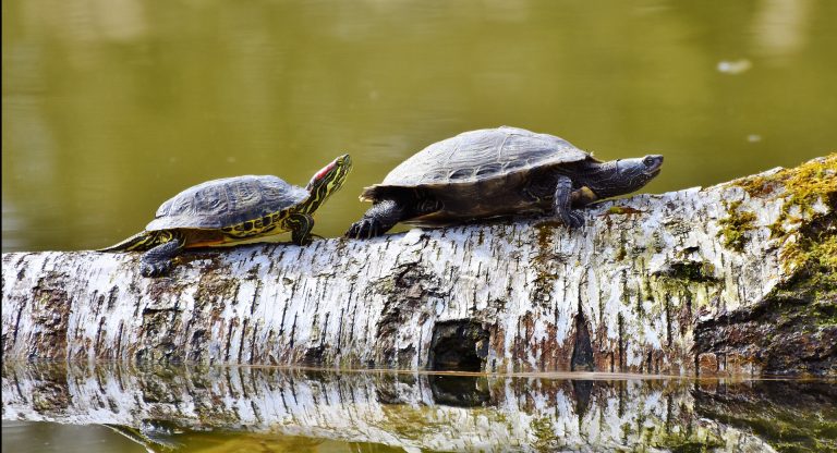 Turtles on a log